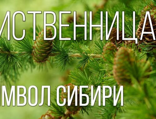 Лиственница – узнайте все о этом дереве