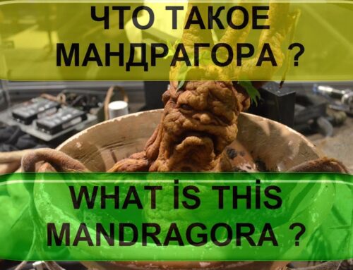 Мандрагора – что это за загадочное растение?