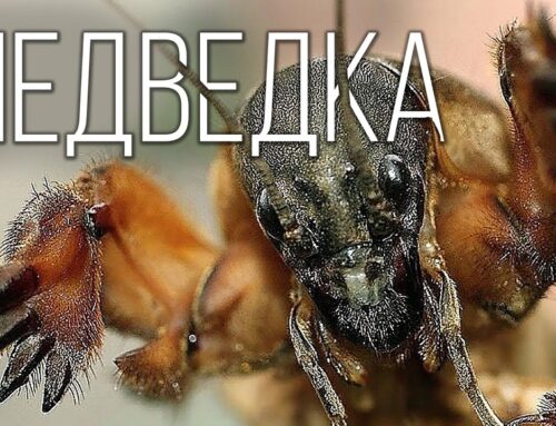 Медведка – кто это и какой вред она несет?