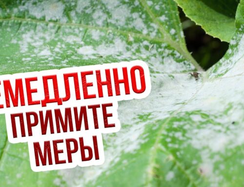Как бороться с мучнистой росой на огурцах в открытом грунте