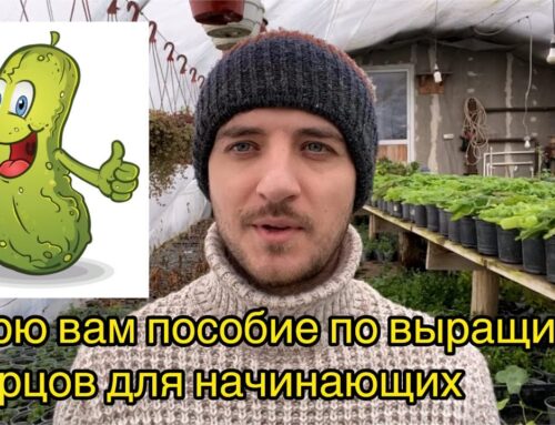 Как правильно посадить огурцы – секреты и рекомендации
