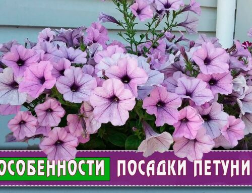 Когда сажать петуньи – оптимальное время для посадки и ухода