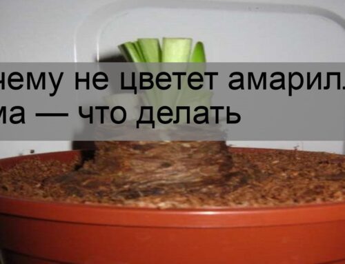 Почему амариллис не цветет и как заставить его пышно расцвести?