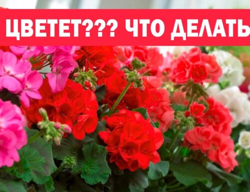 Причины отсутствия цветения у герани в домашних условиях и способы решения проблемы