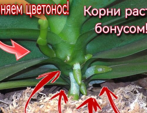 Почему орхидея не цветет в домашних условиях и как достичь цветения на подоконнике
