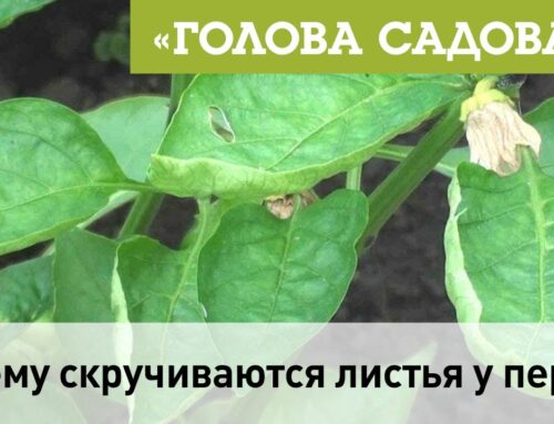 Почему скручиваются листья у перцев?
