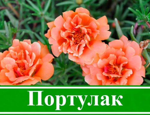 Когда и как выращивать портулак из семян в открытом грунте?