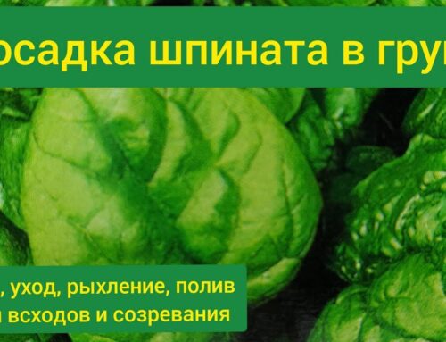 Когда и как правильно сажать семена шпината?