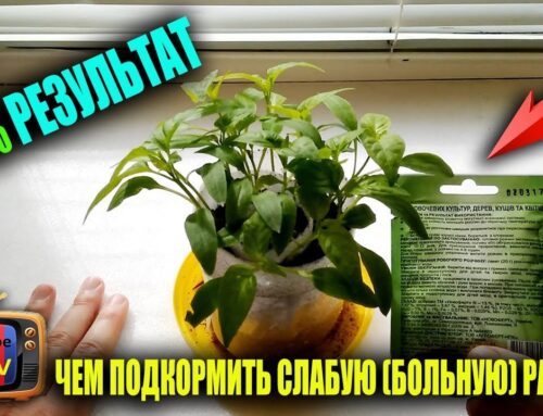 Как улучшить рост слабой рассады – подкормка и рекомендации