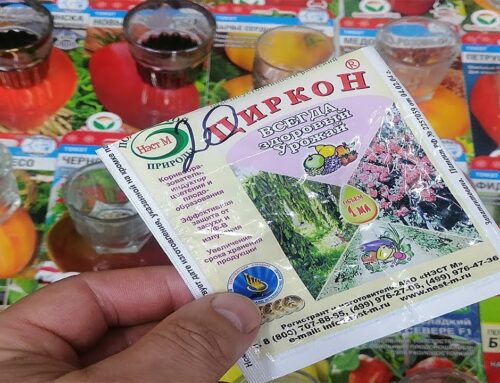Циркон для комнатных растений – применение и способы разведения