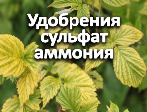 Применение удобрения сульфат аммония – инструкция и основные нюансы