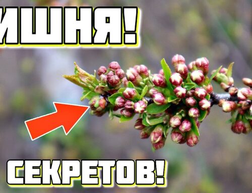 Секреты ухода за вишней – как правильно ухаживать за деревом